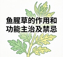 鱼腥草的作用和功能主治及禁忌是什么